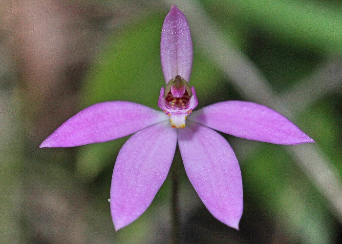 North Queensland Plants Orchidaceae